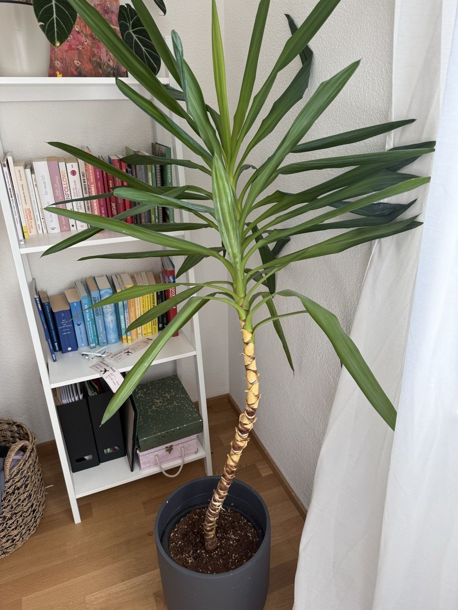 Piante & sementi: Yucca Palme – Usato da Mörschwil venduto da Seegurke18 1