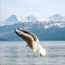 Profile image of lauflos