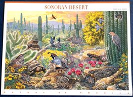 1999 USA - Sonoran Desert - Bogen **
