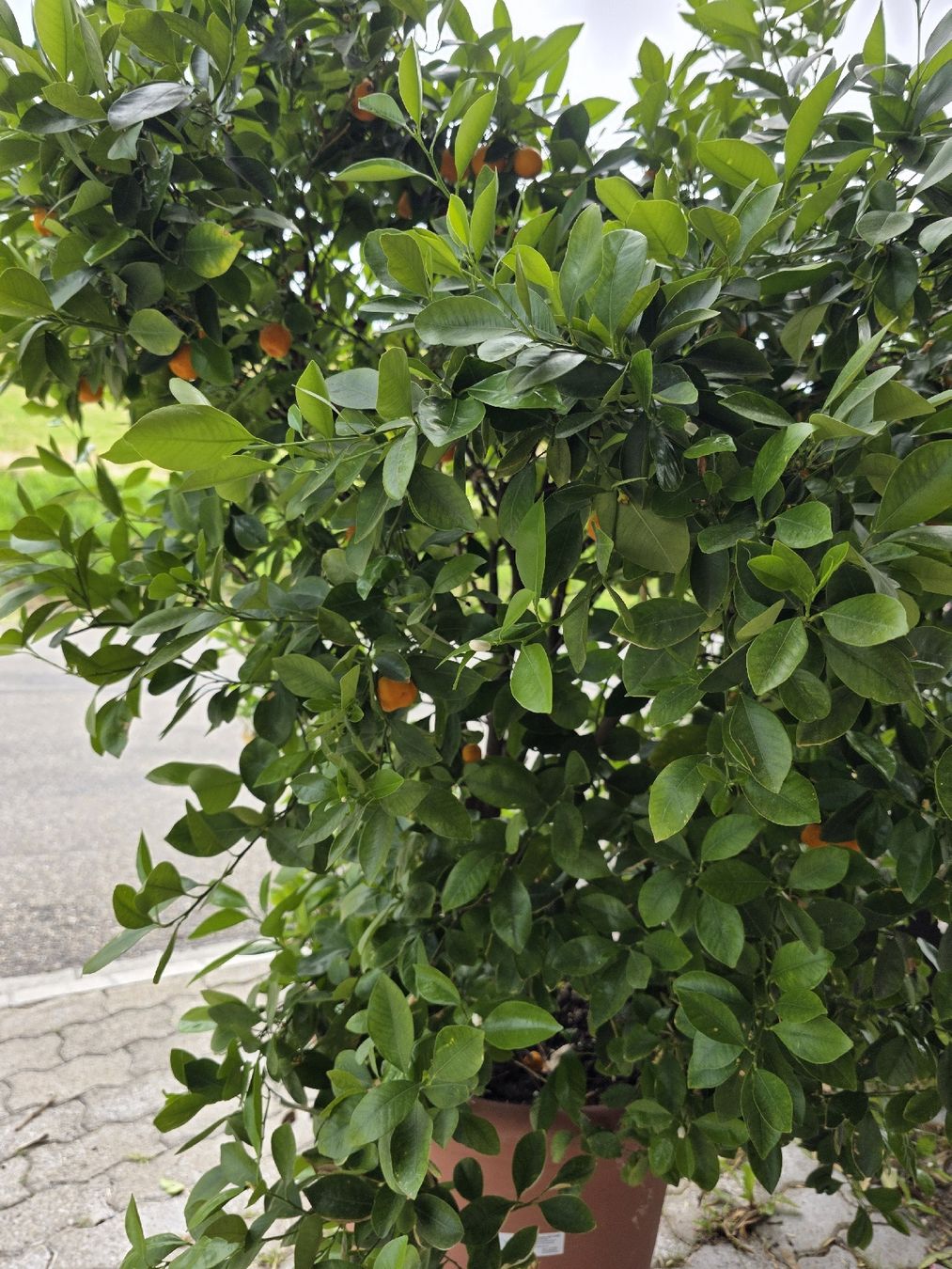 Pflanzen & Samen: Calamondin Pflanze / Baum – Neu (gemäss Beschreibung) aus Uster von Cruleye 7