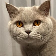 Profile image of IvanaSave