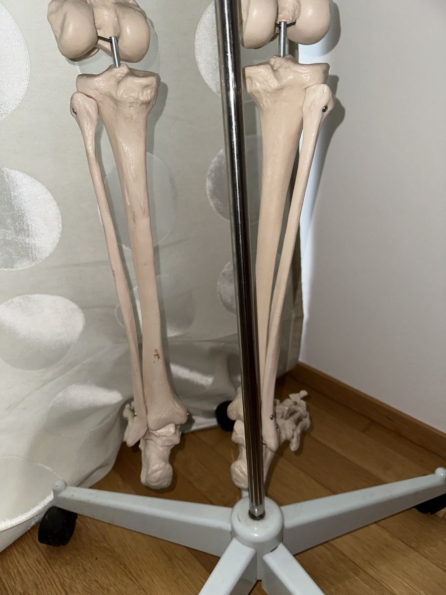 Kit di modellismo & Modellini statici: Anatomie-Skelett – Usato da Reinach BL venduto da Anrix 2