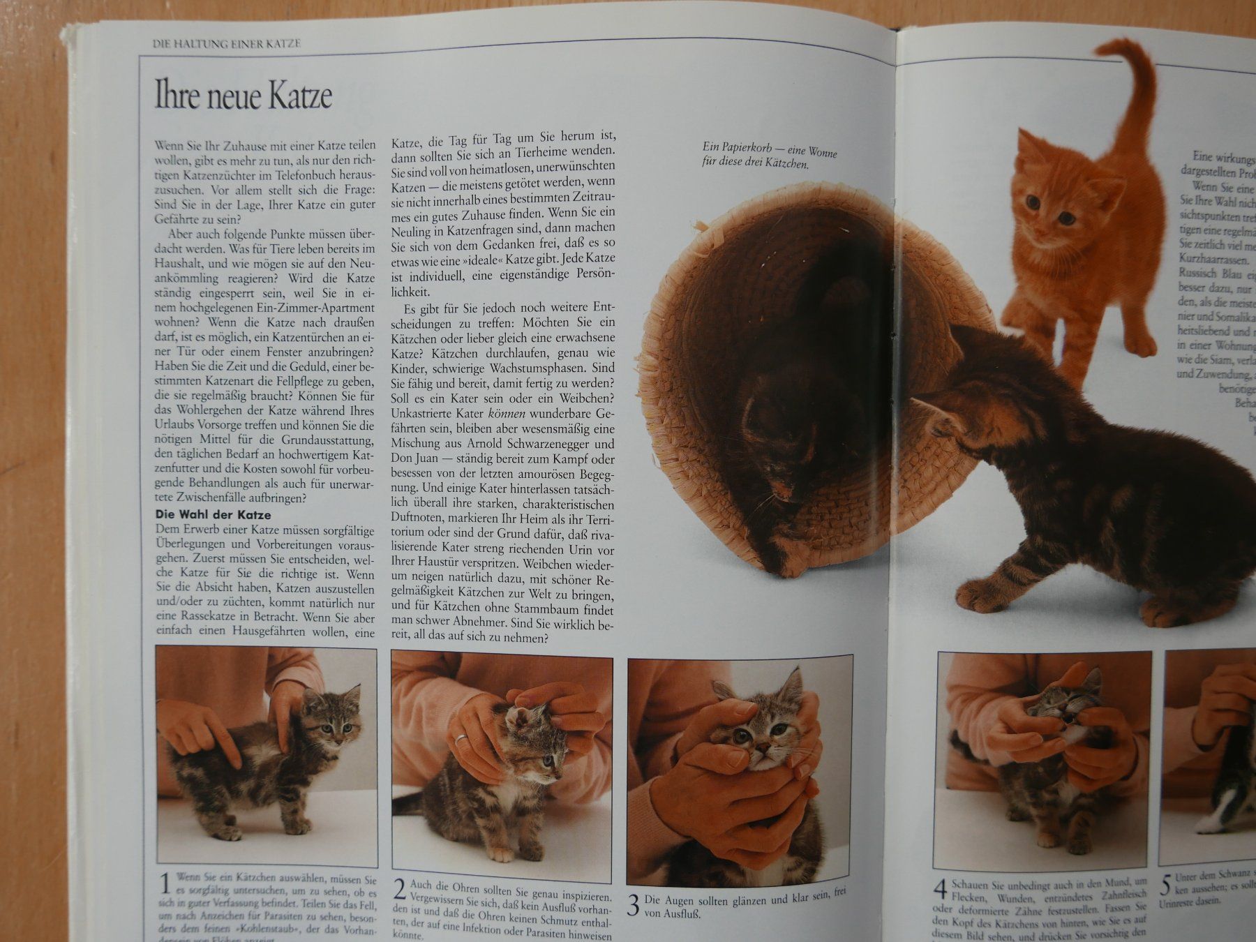 Livres: Das Grosse Katzenbuch - David Taylor - 100 Rassen – D'occasion à Rotkreuz par nigal 2