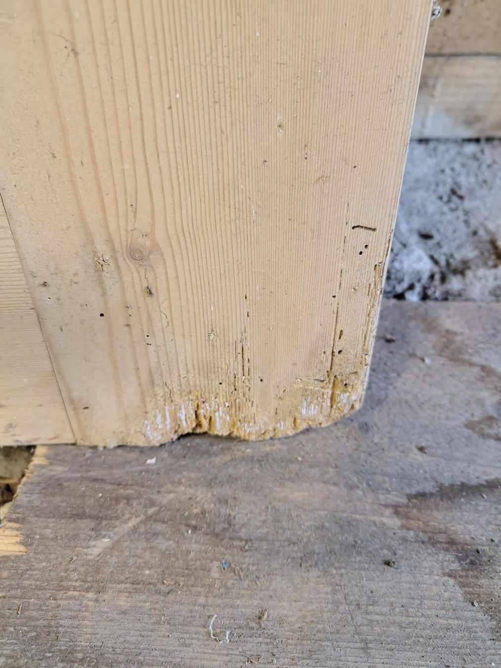 Porte: Holztür – Difettoso da Cazis venduto da jaiyen 5