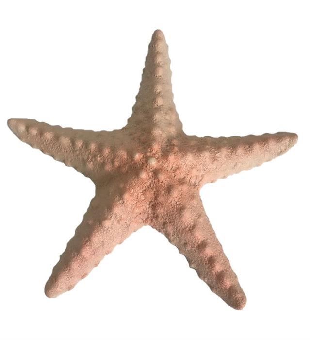 Tutte le decorazioni: Deko Seestern Keramik 23.5 cm – Nuovo e nell'imballaggio originale da Wettingen venduto da Swala 1