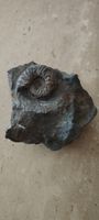 Fossilien/Ammonite 