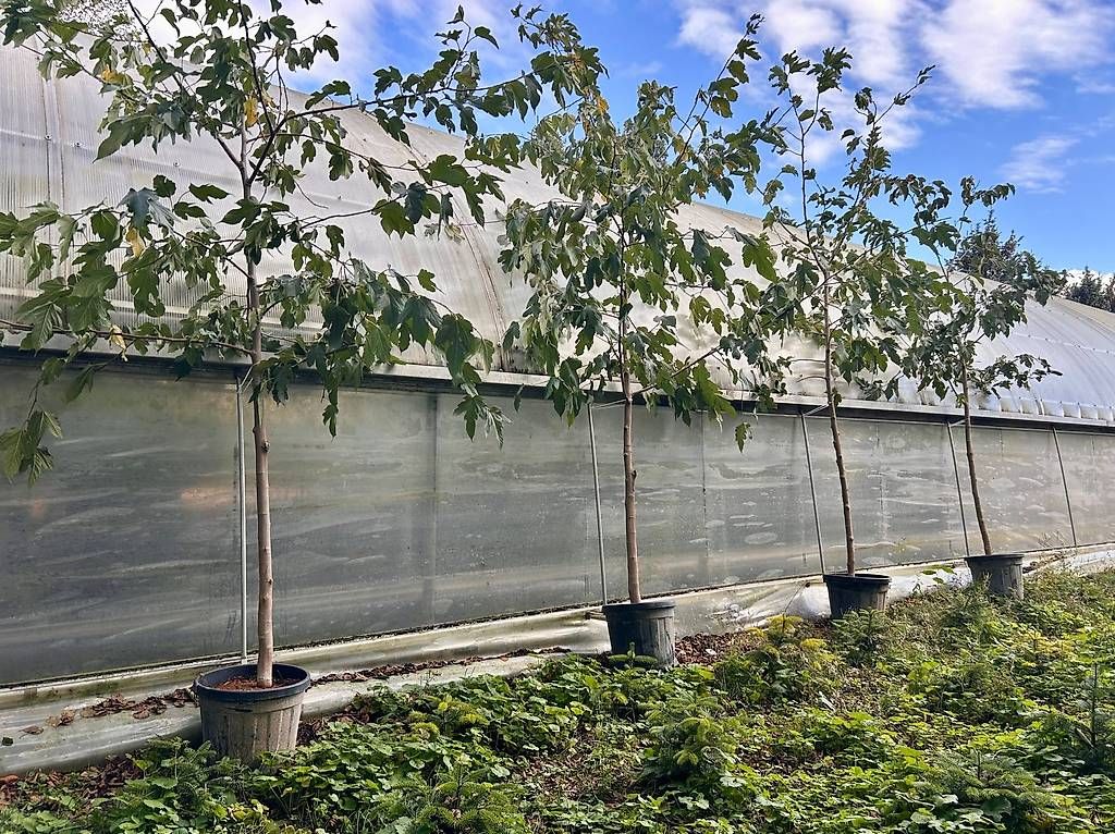 Piante & sementi: Maulbeerbaum "Morus Alba" - Lieferung möglich – Usato da Zuckenriet venduto da Thur_Plant 1