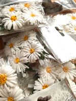 Margeriten an Klammern - 19 Packungen - Neu!
