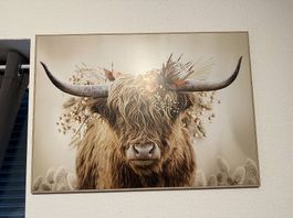 Hochlandrind Bild