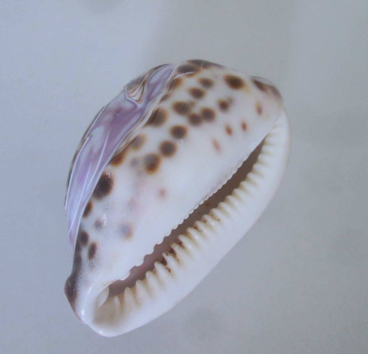 Fossili: Gravierte Cypraea-Muschel – Usato da Sementina venduto da babucia 1