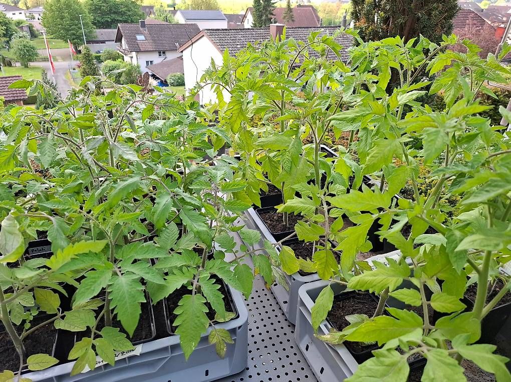 Piante & sementi: Tomatensetzlinge – Usato da Oeschgen venduto da ulu1958