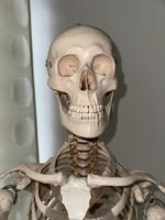 Anatomie-Skelett