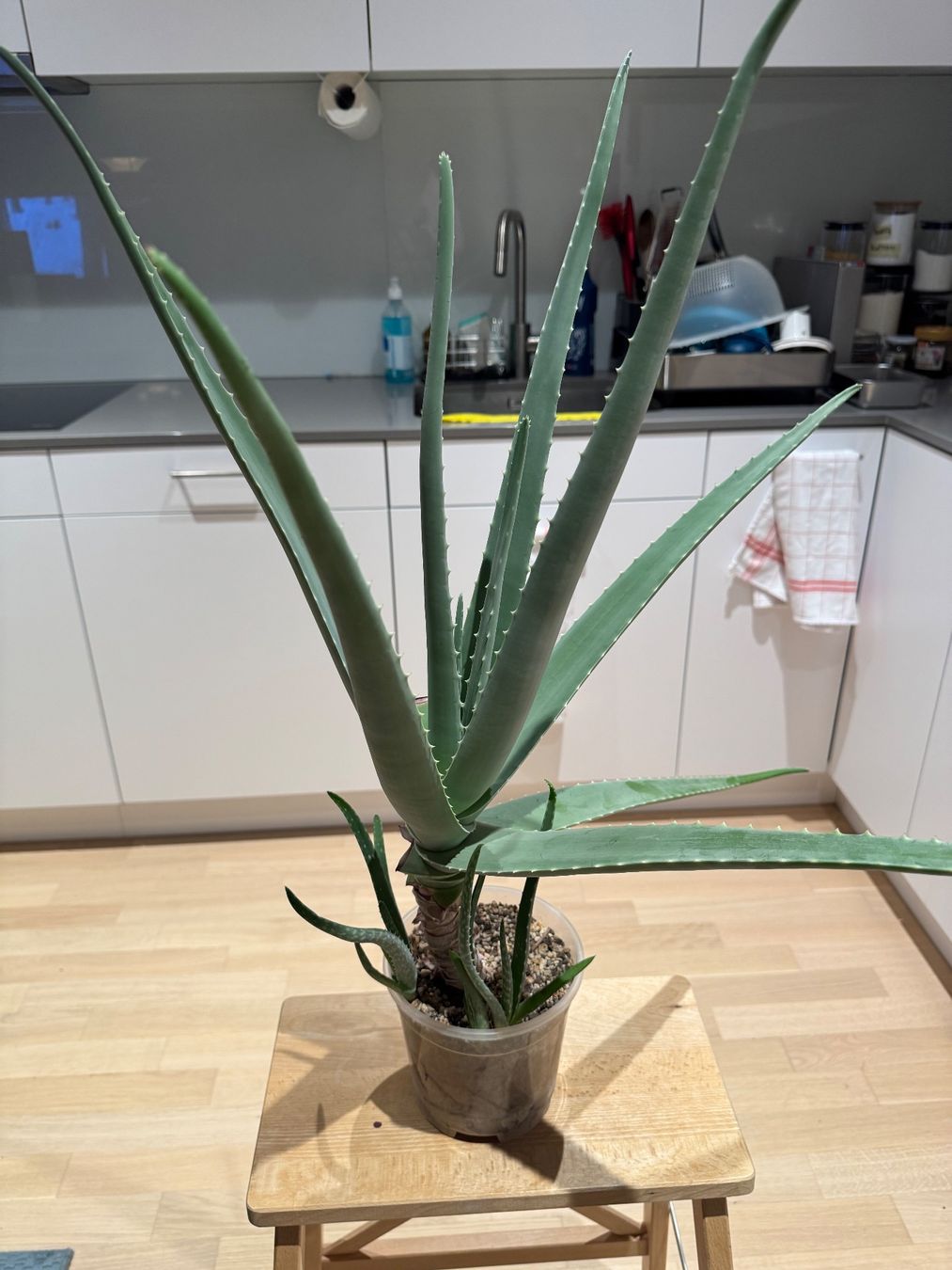Piante & sementi: Aloe Vera (Echte Aloe) – Usato da Spreitenbach venduto da marchatepage