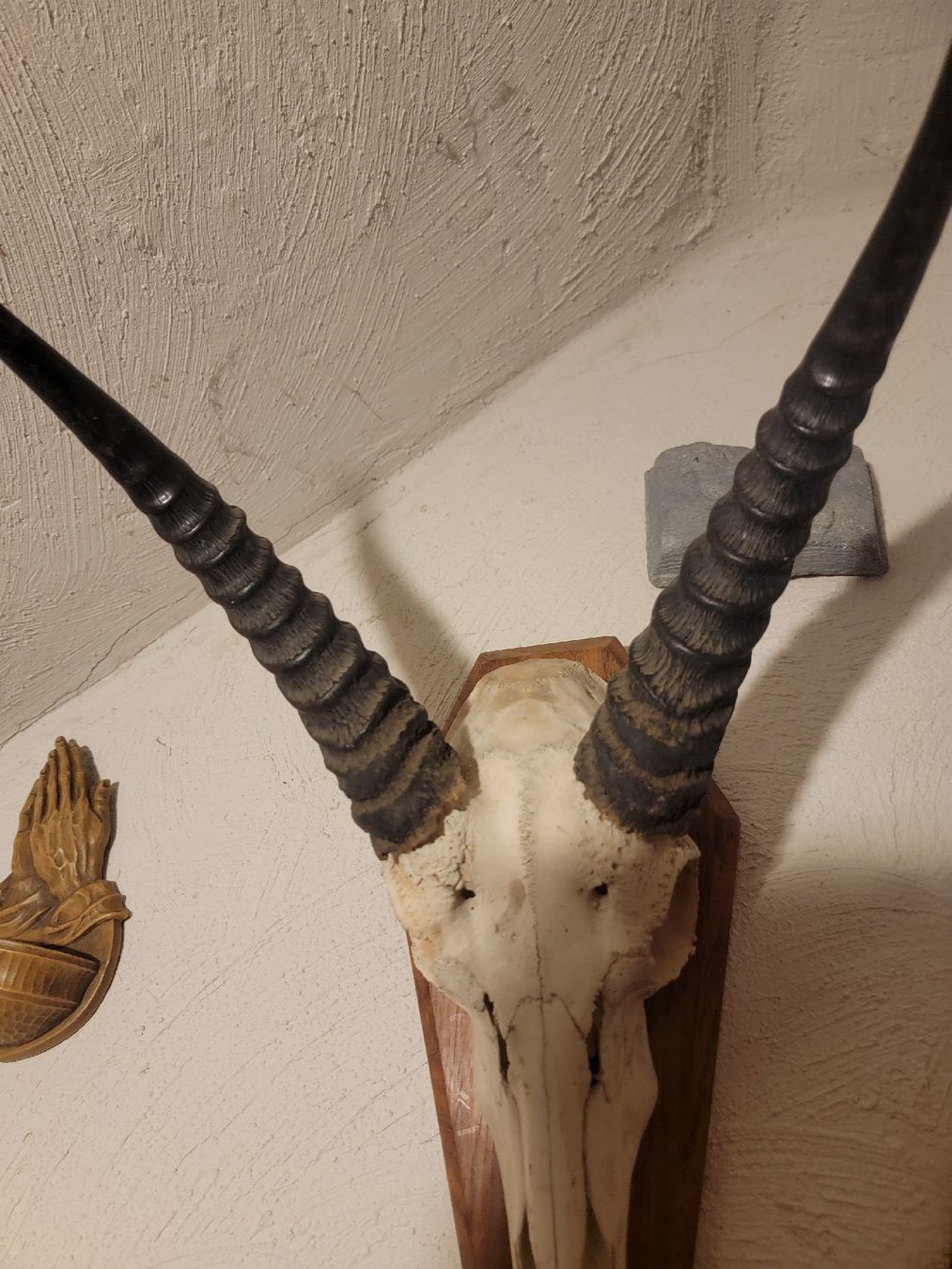 Altre raccolte & rarità: Antilopen Art – Usato da Sils im Domleschg venduto da platin01 1