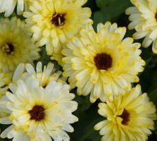 30 Samen RARE Ringelblume  “LEMON BEAUTY”