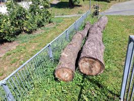 Baumstamm Kirschbaum