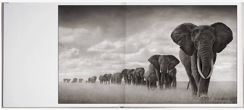 Libri: Nick Brandt "On This Earth, A Shadow Falls" édition signée – Nuovo (secondo la descrizione) da Gland venduto da 35t_fky9 1