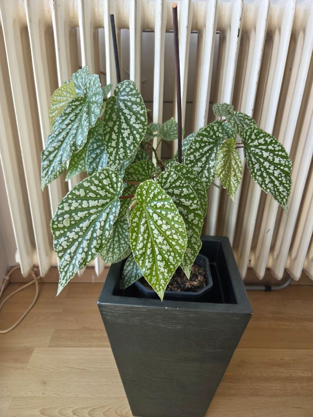 Piante & sementi: BEGONIA CORALLINA – Usato da Onex venduto da GenovaM