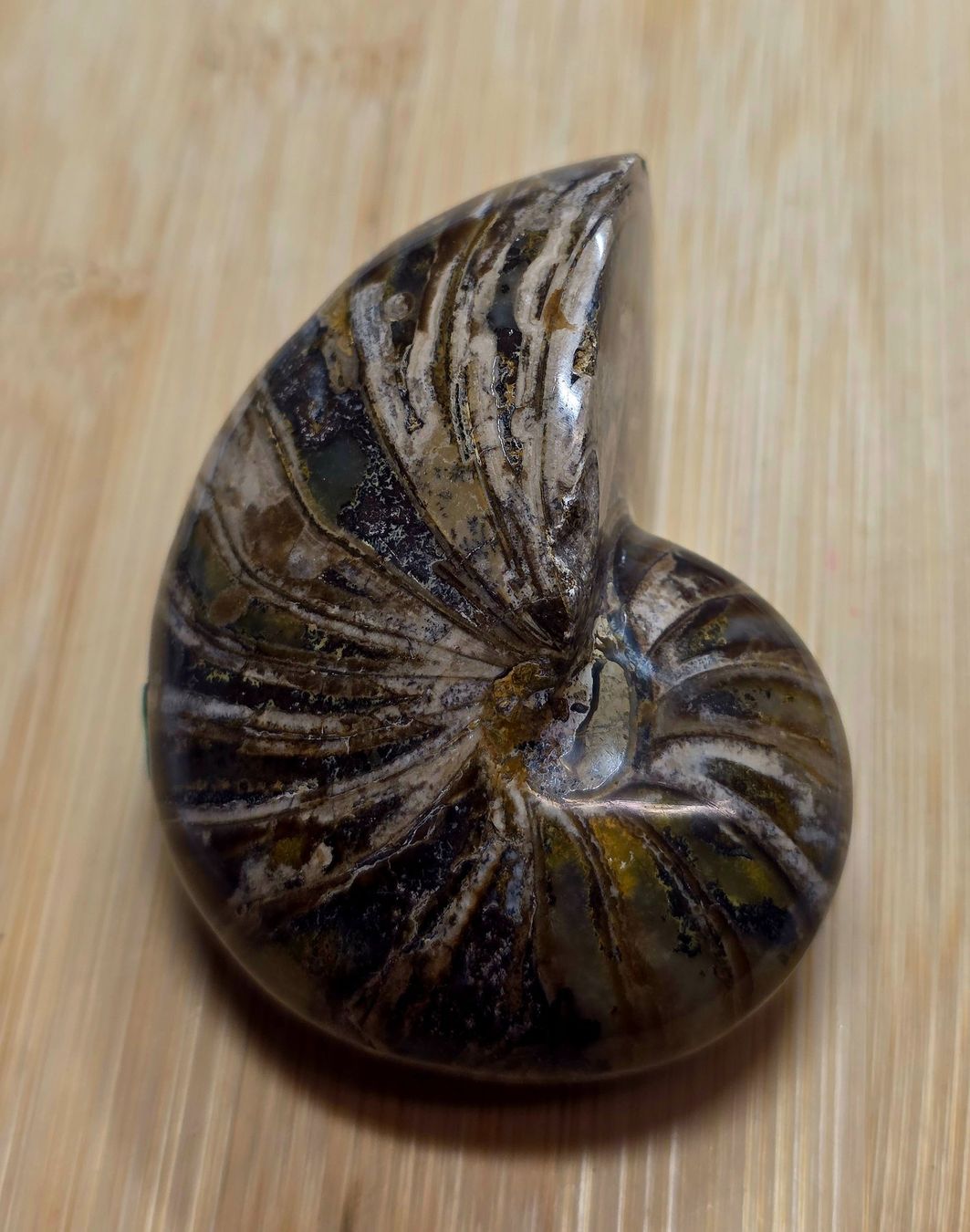 Fossili: Ammonit 165g – Nuovo e nell'imballaggio originale da Matzingen venduto da Shay_Crystalz 2