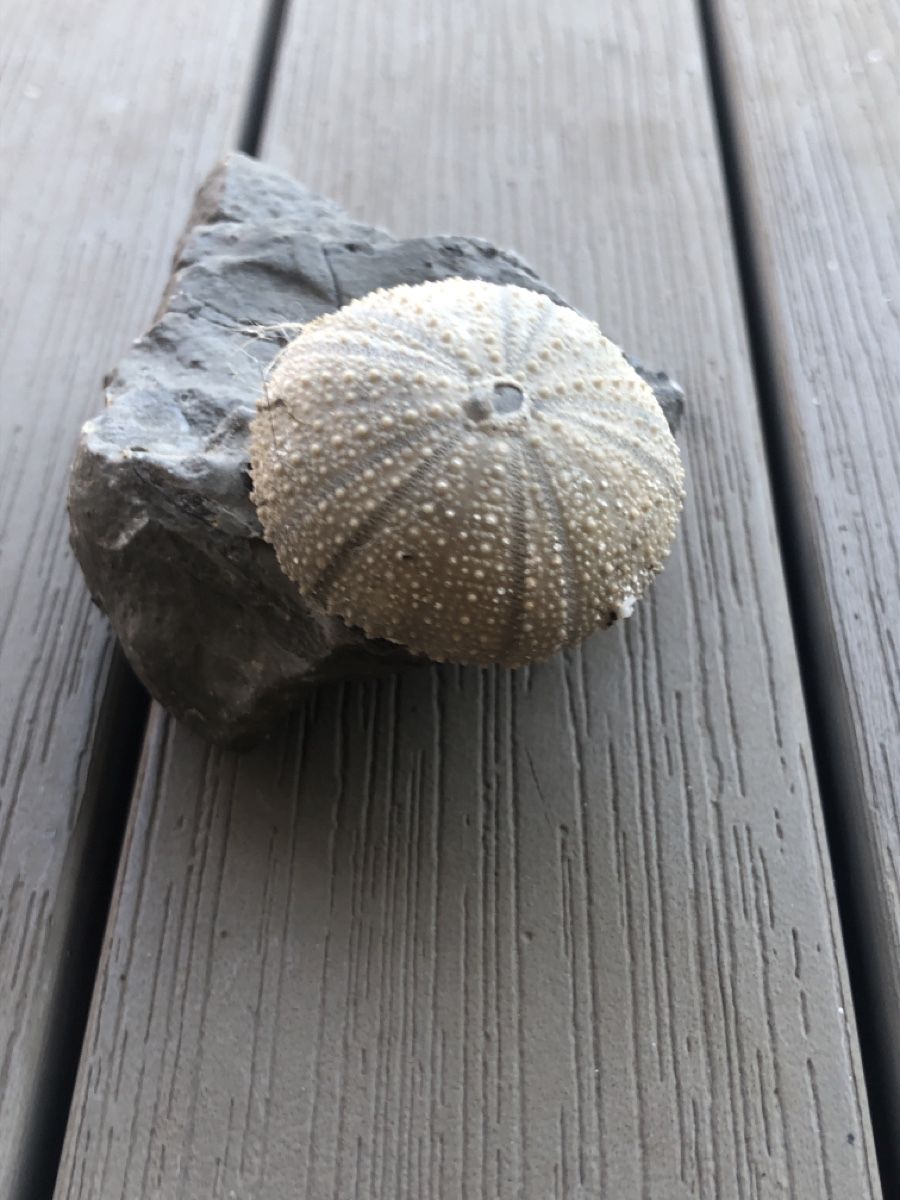 Fossili: Versteinerter Seeigel  – Usato da Mühlethal venduto da nyffeler2815 1