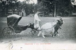 Schweiz  CH -   Schwarzhals-Ziegen-Gespann / chèvres um 1905