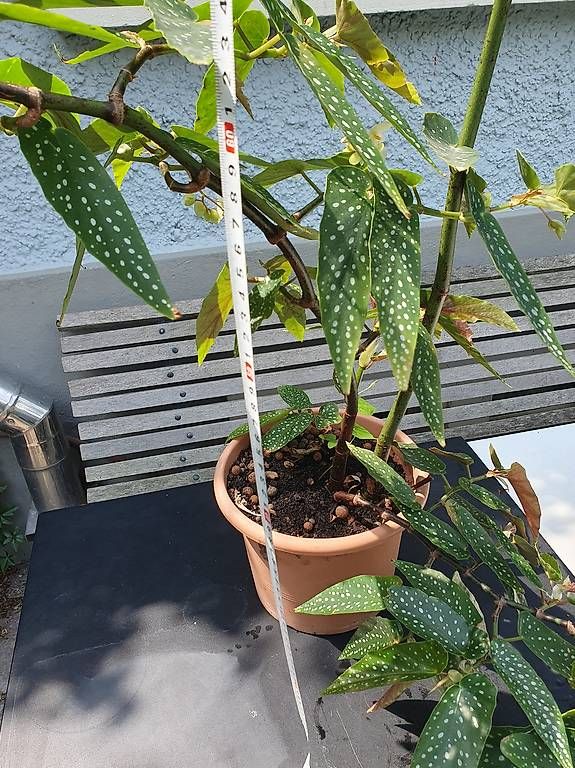Plantes & graines: Forellenbegonie – D'occasion à Olten par stritten 1