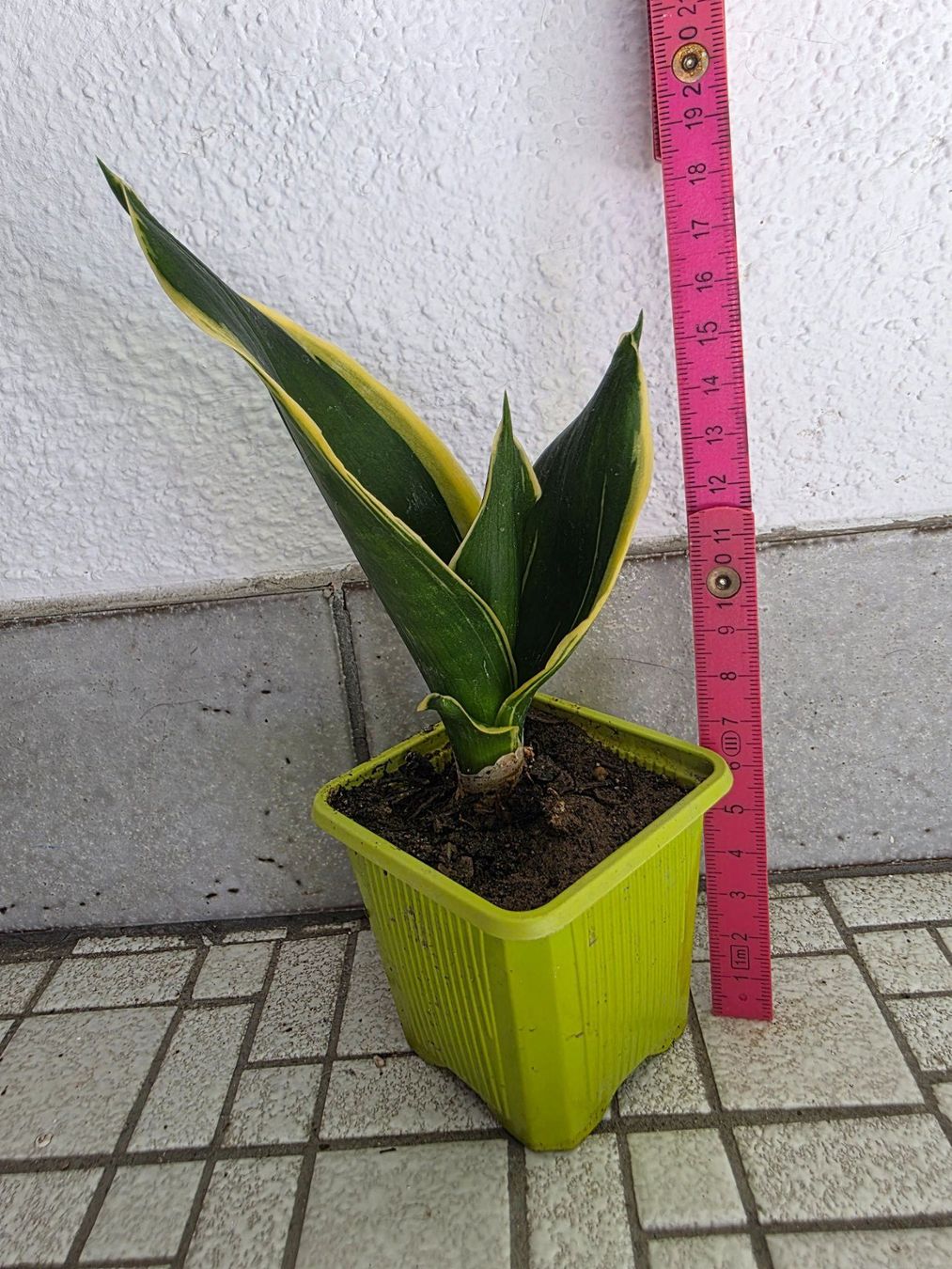 Pflanzen & Samen: Mini Sanseveria "Golden Hanii" / Schwiegermutterzunge – Neu (gemäss Beschreibung) aus Thalheim von silvara01