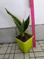 Mini Sanseveria "Golden Hanii" / Schwiegermutterzunge