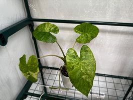 🌱 Alocasia odora batik tricolor