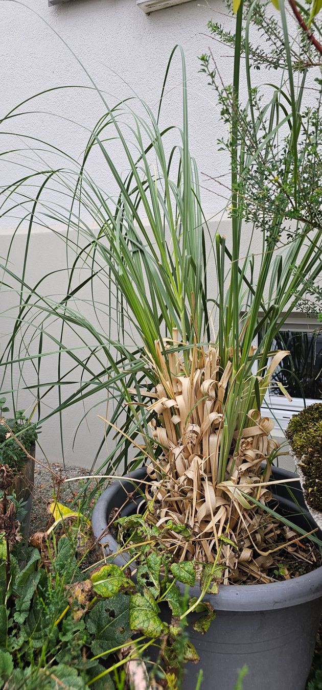 Plantes & graines: Pampasgrass – D'occasion à Rorschach par Eni_f96b