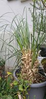 Pampasgrass