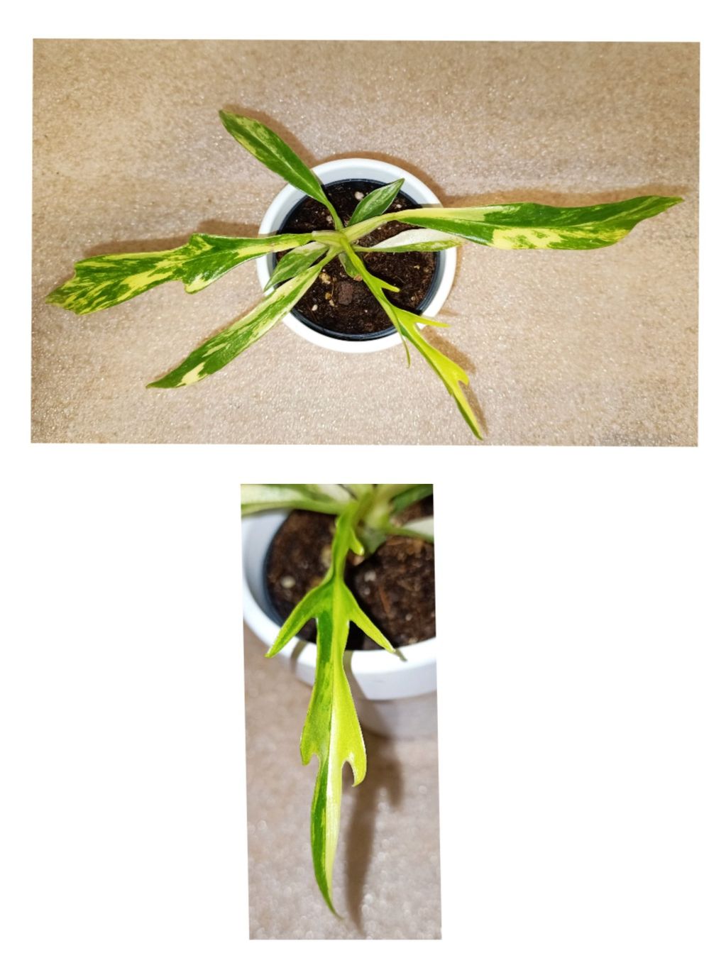 Piante & sementi: Philodendron Tortum Variegata – Nuovo (secondo la descrizione) da schöftland venduto da UniquePlants