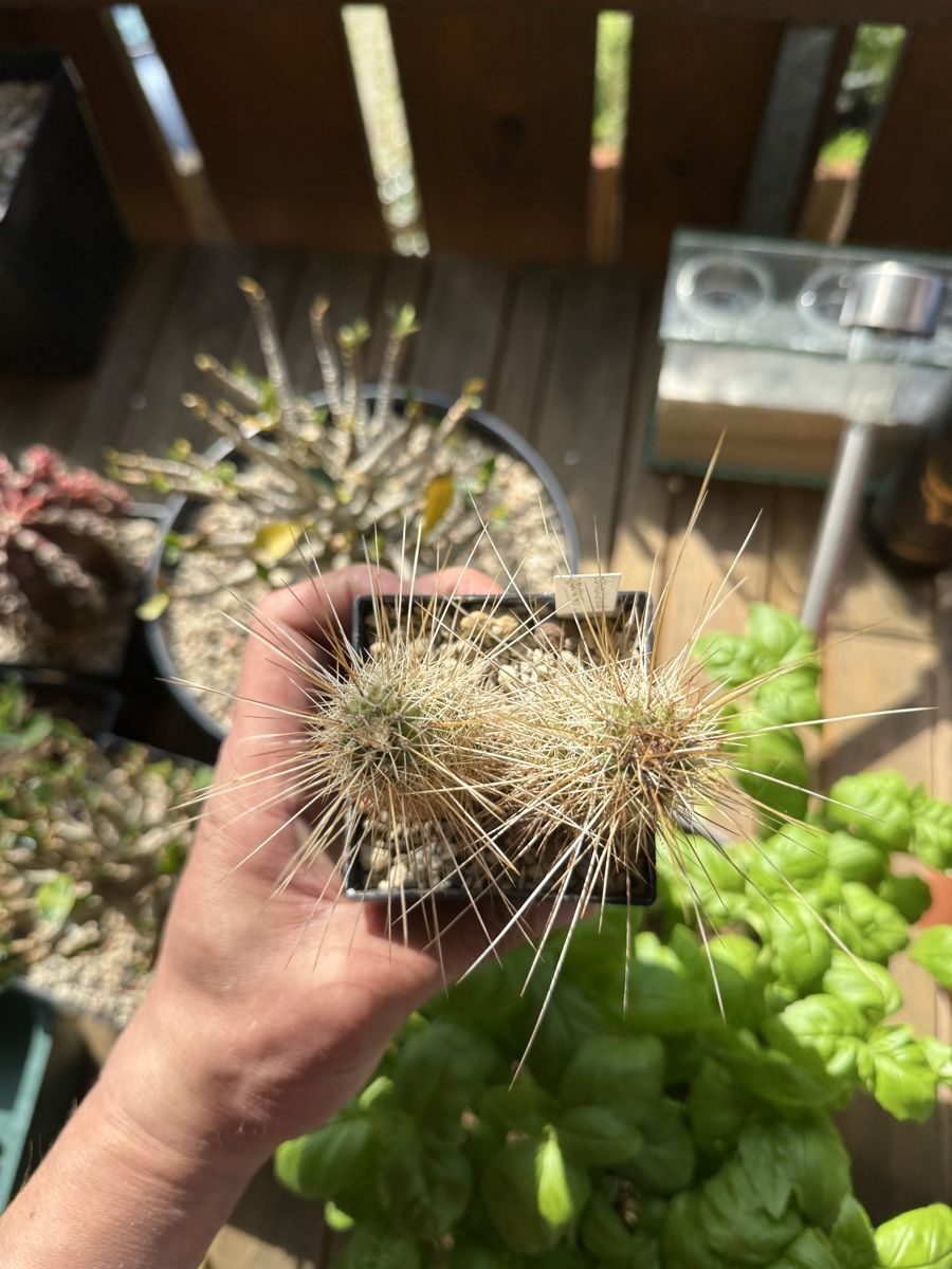 Piante & sementi: Echinocereus apachensis – Usato da Rorbas venduto da SimS0n 2