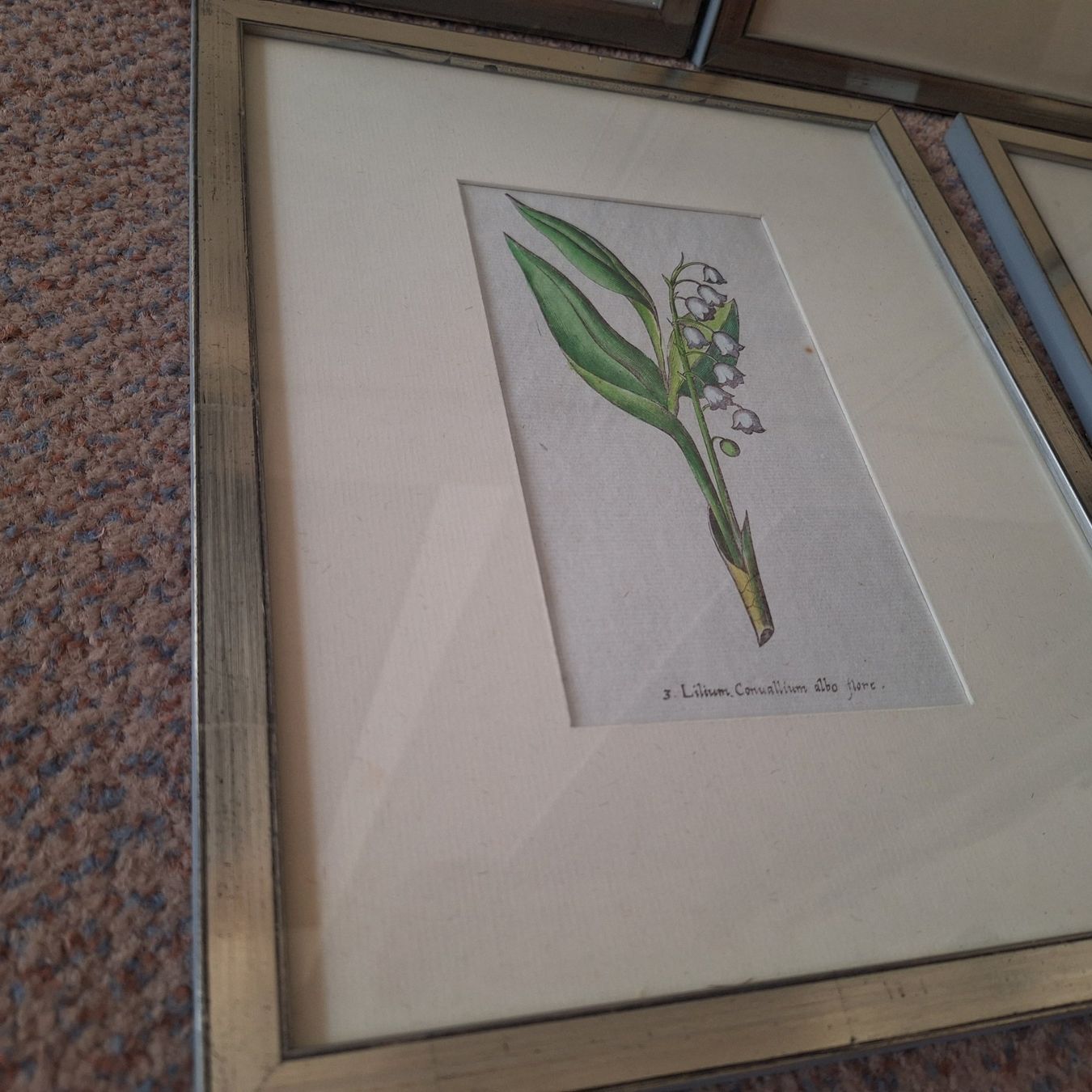 Poster & Bilder: Nostalgische Blumen Bilder silberfarbener Bilderrahmen – Gebraucht aus Winterthur von Goldpipau 4