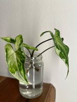 Syngonium Three Kings - Kopfsteckling gut bewurzelt