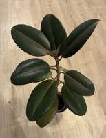 Gummibaum Ficus elastica Abidjan (dark)