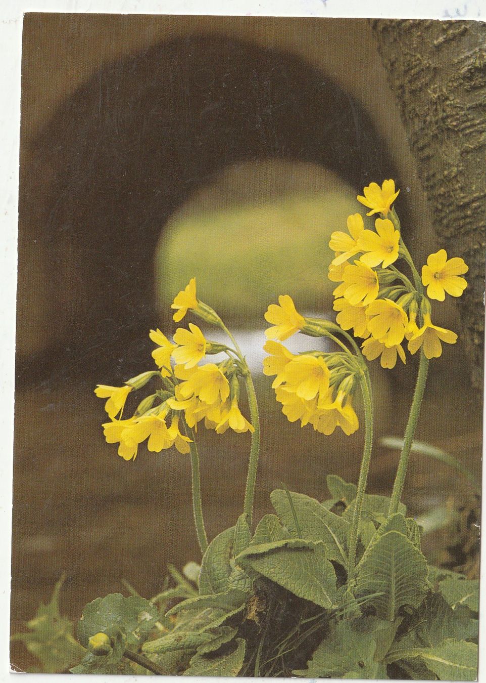 Cartoline postali: 10 Schöne Blumenkarten – Usato da Lumbrein venduto da made02 4
