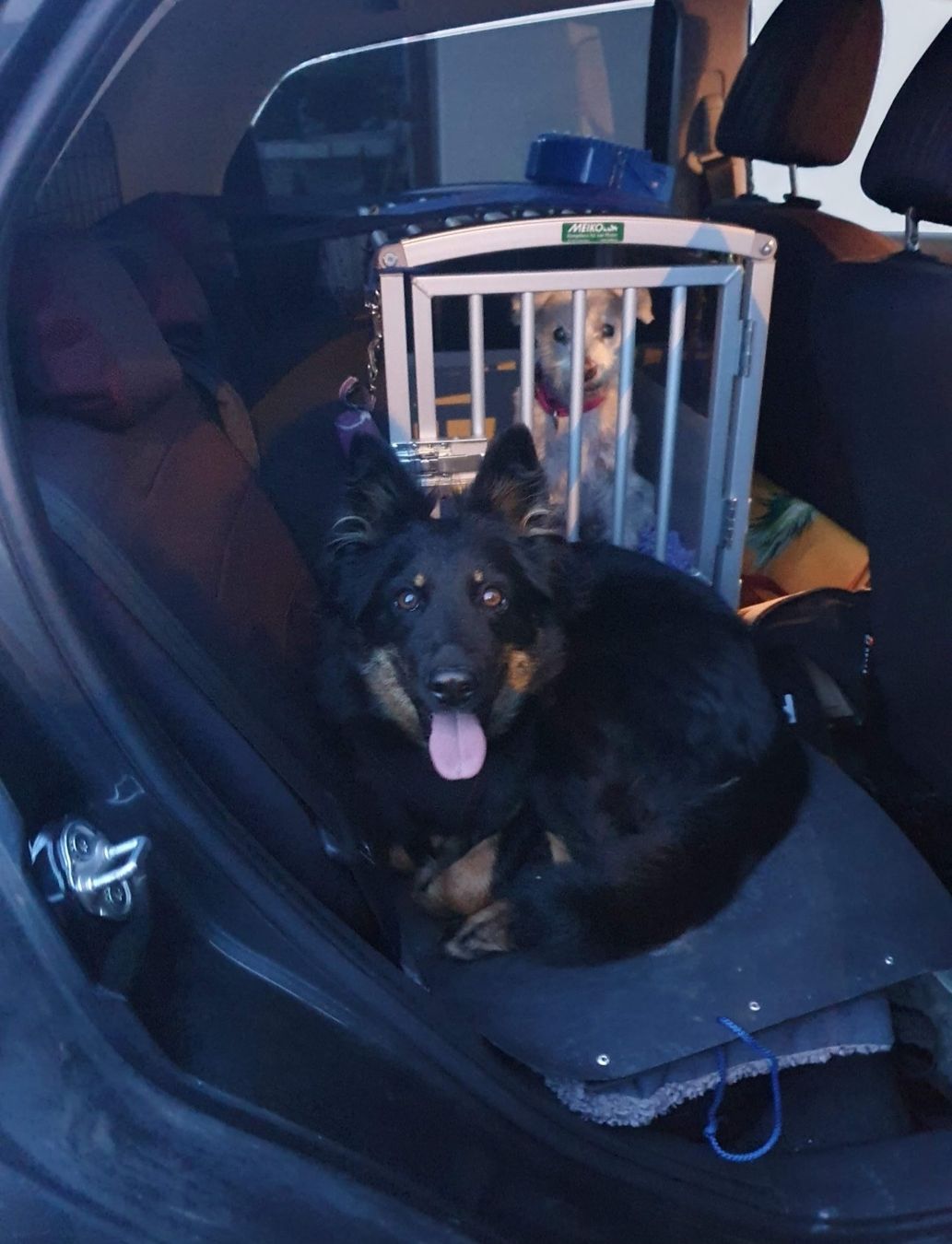 Meiko Cages, transport & sécurité: Schmidt Rücksitz Hundebox Grösse 2 – D'occasion à Binz par pia_ph77 3