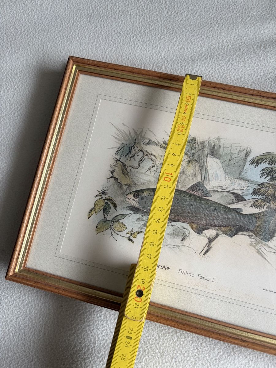 Tableaux: 2 Antique Fish Prints Illustration from Hofer&Burger – D'occasion à Zürich par dor_9l9g 4