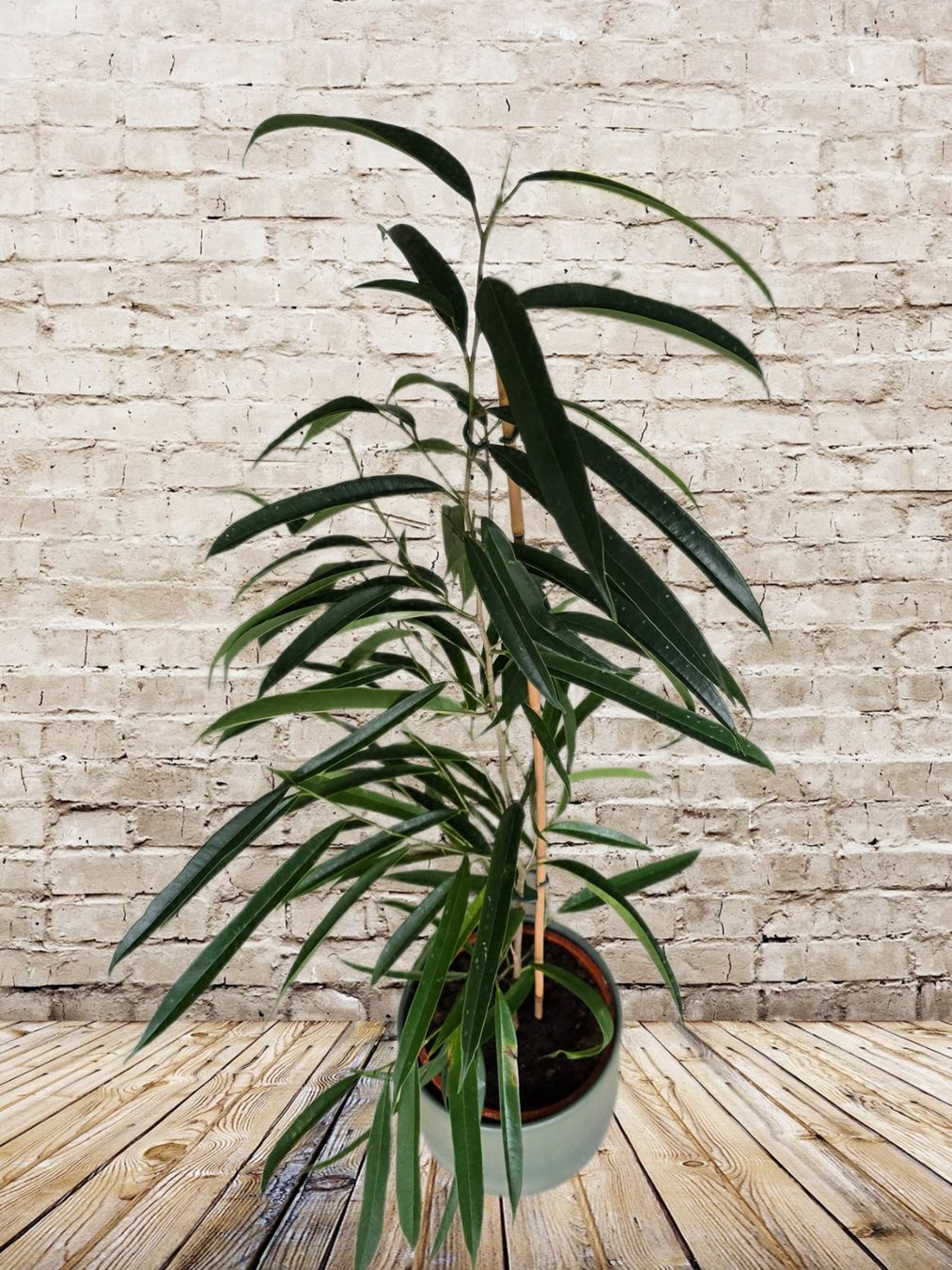 Piante & sementi: Birkenfeige / Ficus 'Alii – Usato da Aarburg venduto da Glitzerzauber 1