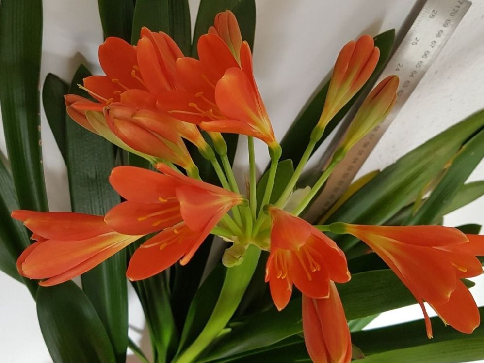 Clivia mit Knospen Zimmerpflanze, Balkonpflanze im Sommer Kaufen auf