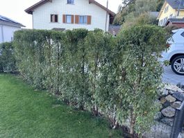 Portugiesischer Kirschlorbeer 210 cm
