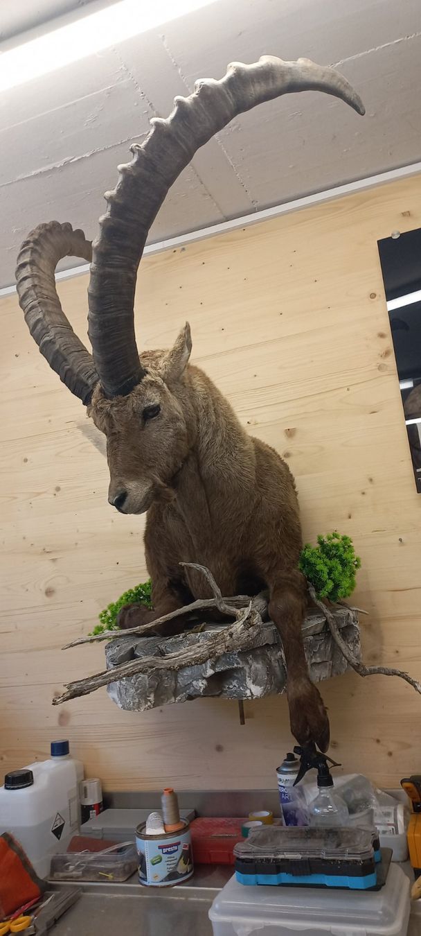 Welt der Tiere: Steinbock – Neu (gemäss Beschreibung) aus Mollis von Resel1985