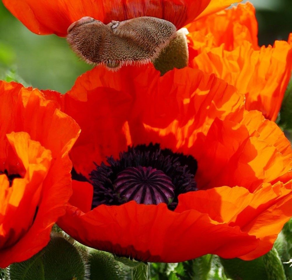 Piante & sementi: 300 Samen Staudenmohn SCARLET – Nuovo (secondo la descrizione) da Ehrendingen venduto da VerveinaSamen 1
