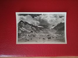 Windgällenhütte SAC CAS Uri Kühe s/w Karte