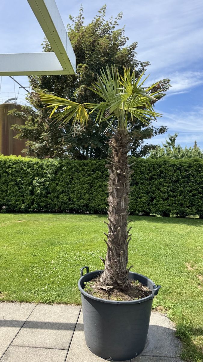 Piante & sementi: Palme inkl. Topf – Usato da Bellmund venduto da ani_27tx 1