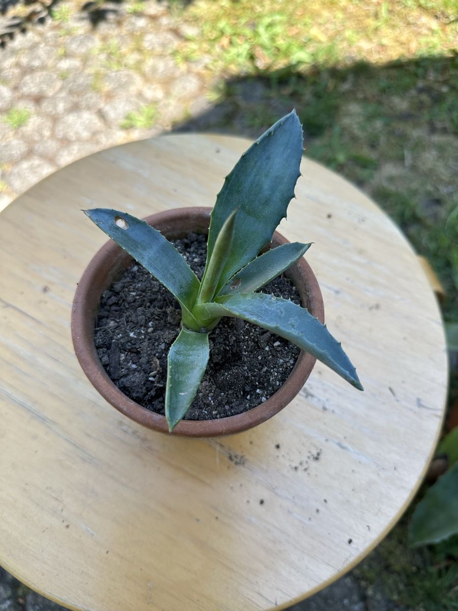 Piante & sementi: Agave 9 cm hoch – Usato da Ottikon venduto da lo99 1