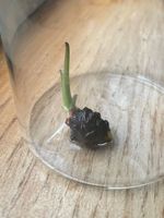 Alocasia Macrorrhiza, Rhizom bewurzelt