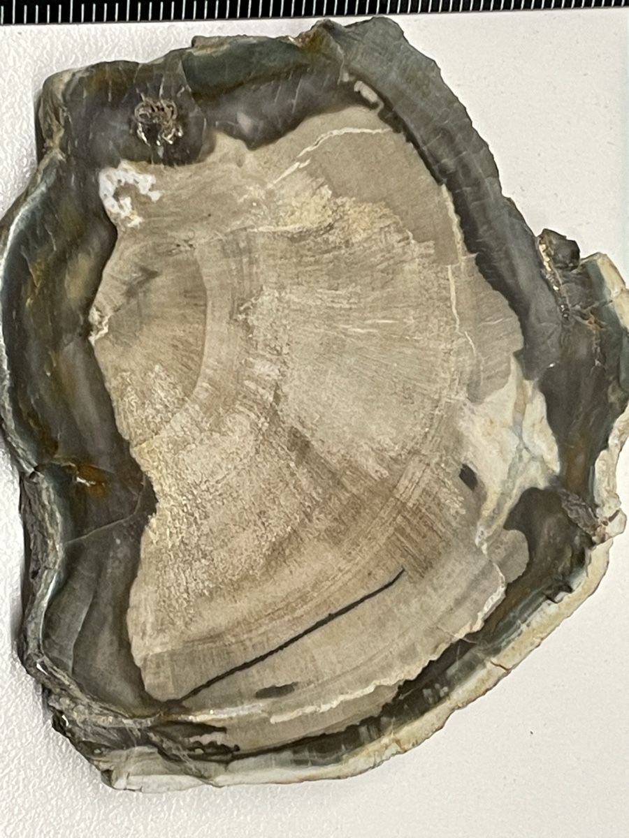 Minerali & Pietre curative: Heilstein versteinertes Holz – Usato da Rümlang venduto da euqinom16 1