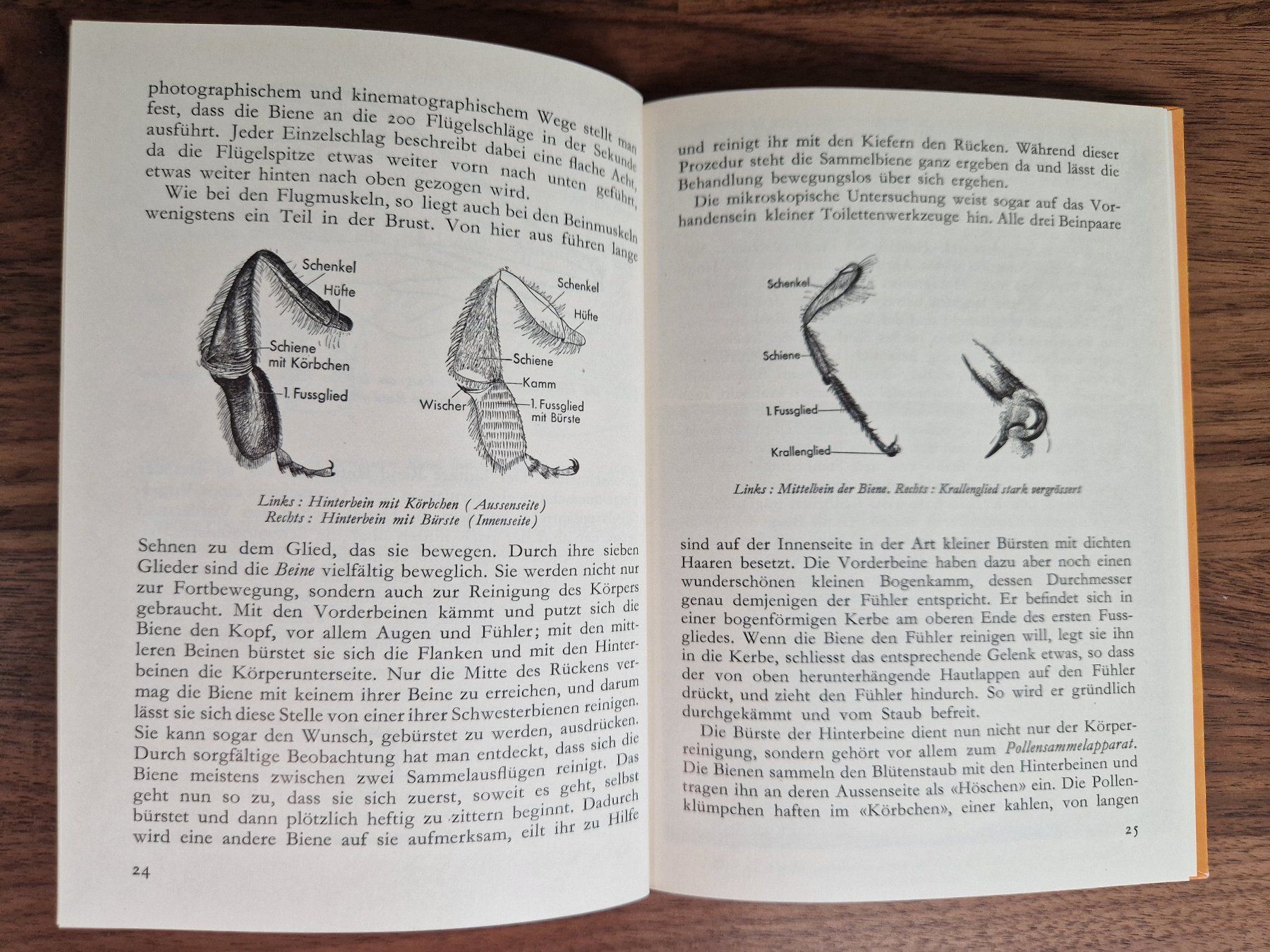 Libri: Die Biene - Hallwag Sammelbuch Nr. 41 – Usato da Burgdorf venduto da gre_2ftz 4